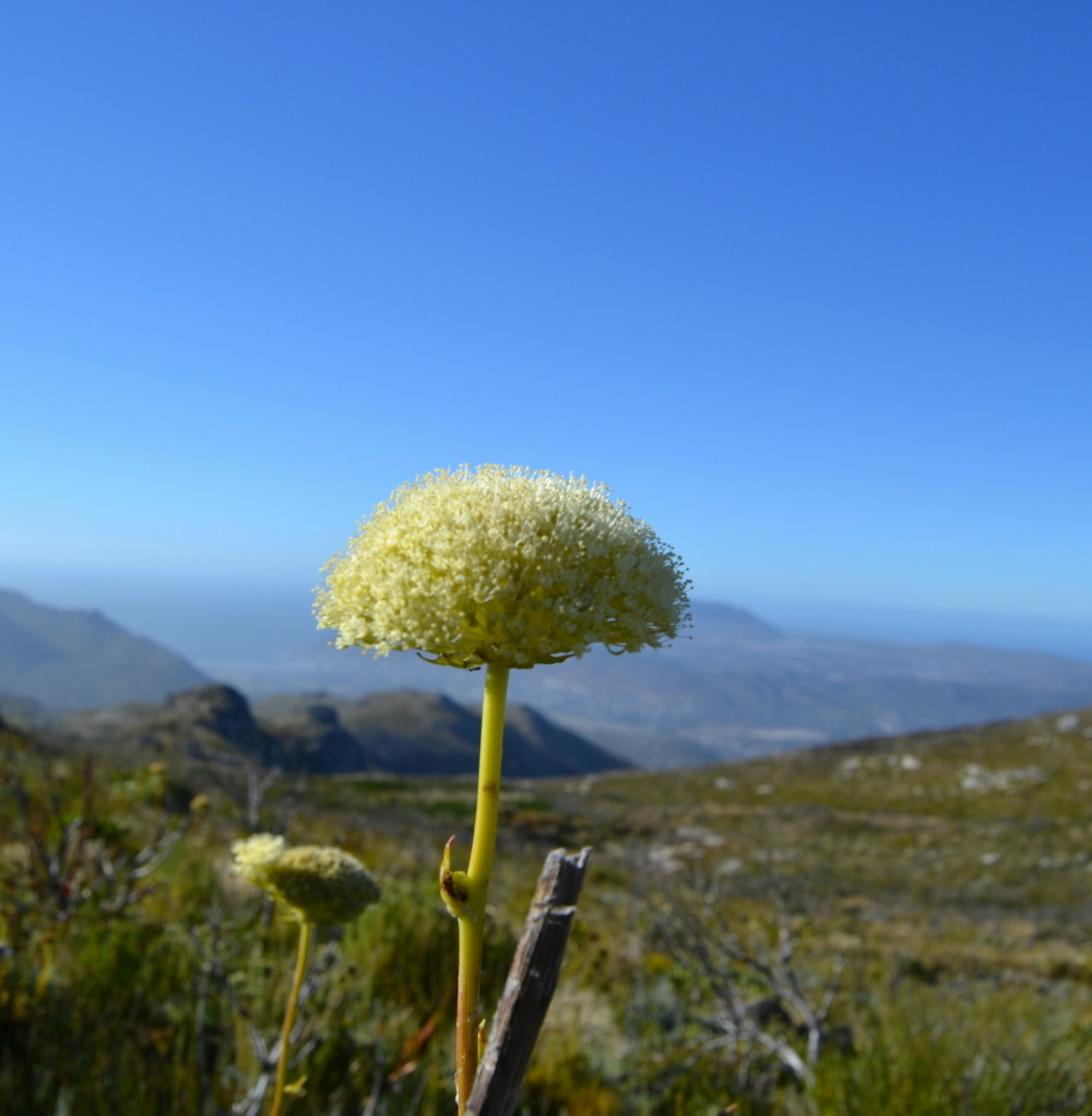 A beautiful flower at Silvermine Nature Reserve