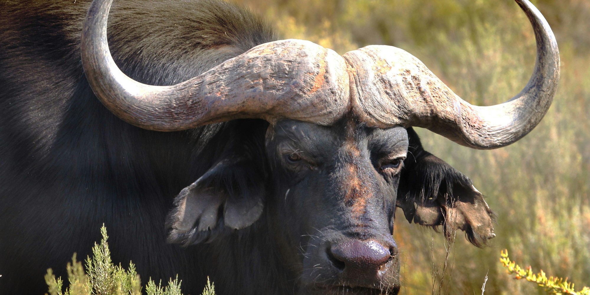 Aquila Buffalo Aquila Buffalo