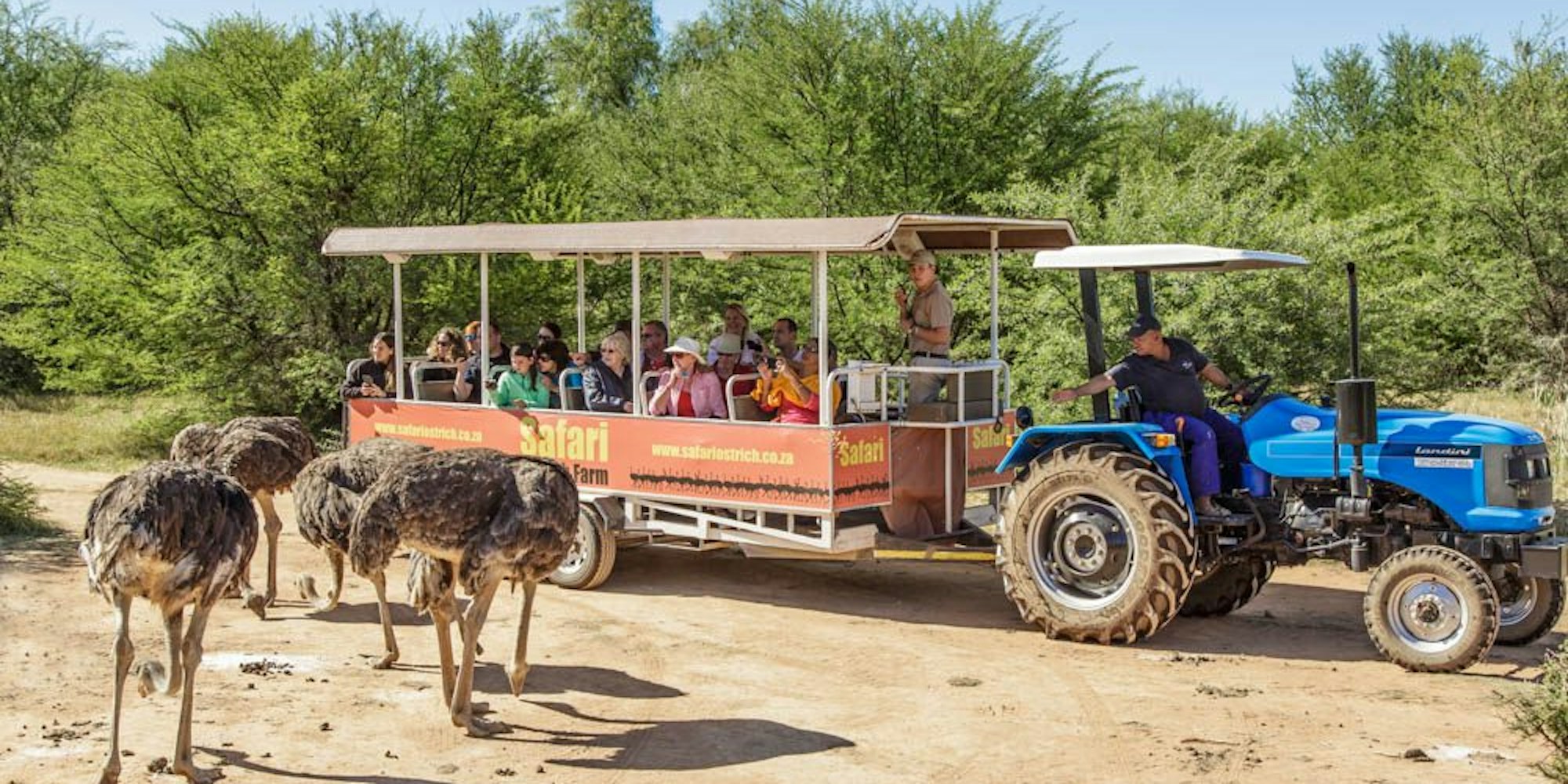 Safari Ostrich Farm Oudtshoorn Western Cape South Africa